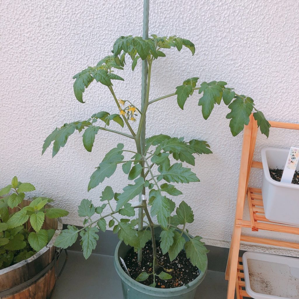 ベランダ菜園 ミニトマト 二本仕立てで栽培する方法 ありとろぐ