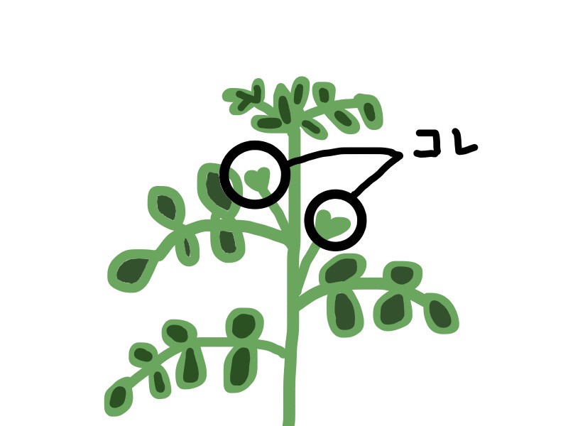 ベランダ菜園 ミニトマト 二本仕立てで栽培する方法 ありとろぐ