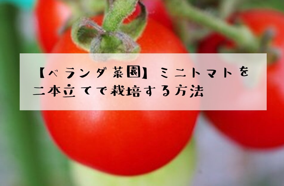 ベランダ菜園　ミニトマト　二本立て