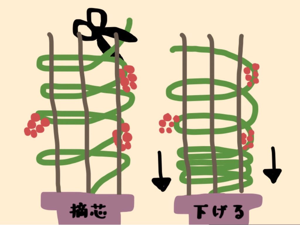 ミニトマト 茎を支柱に巻く方法と管理の方法 あんどん仕立て ありとろぐ