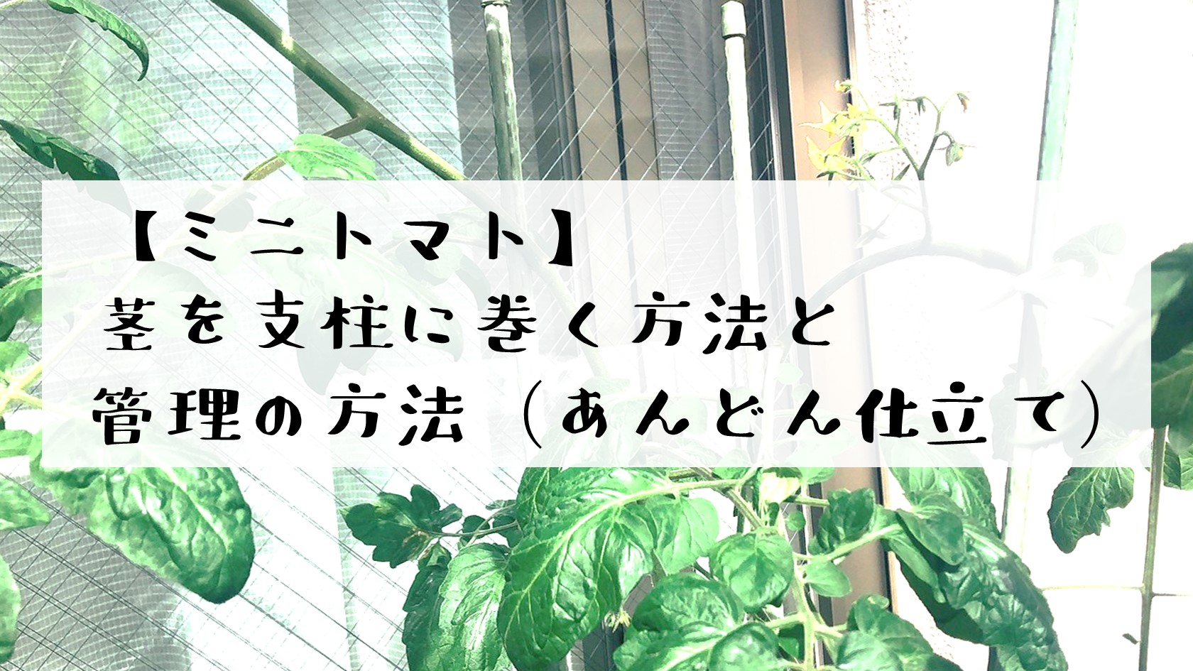 ミニトマト　支柱　巻く　あんどん仕立て