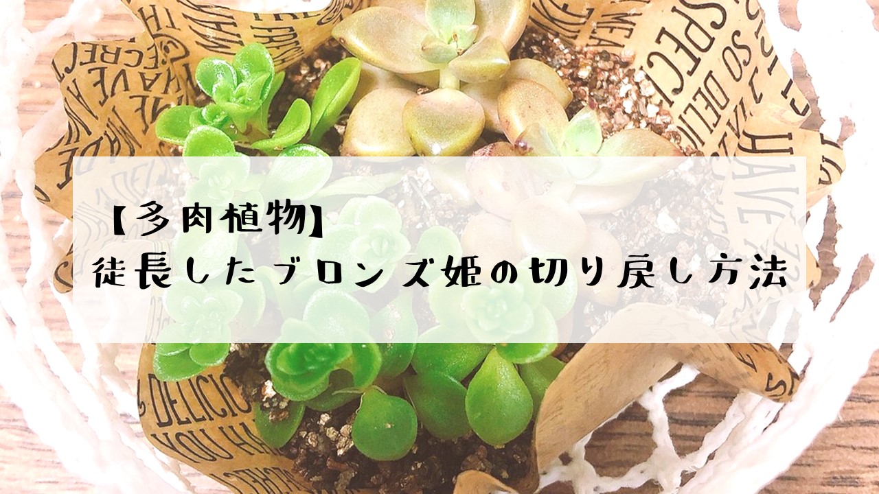 多肉植物　ブロンズ姫　切り戻し