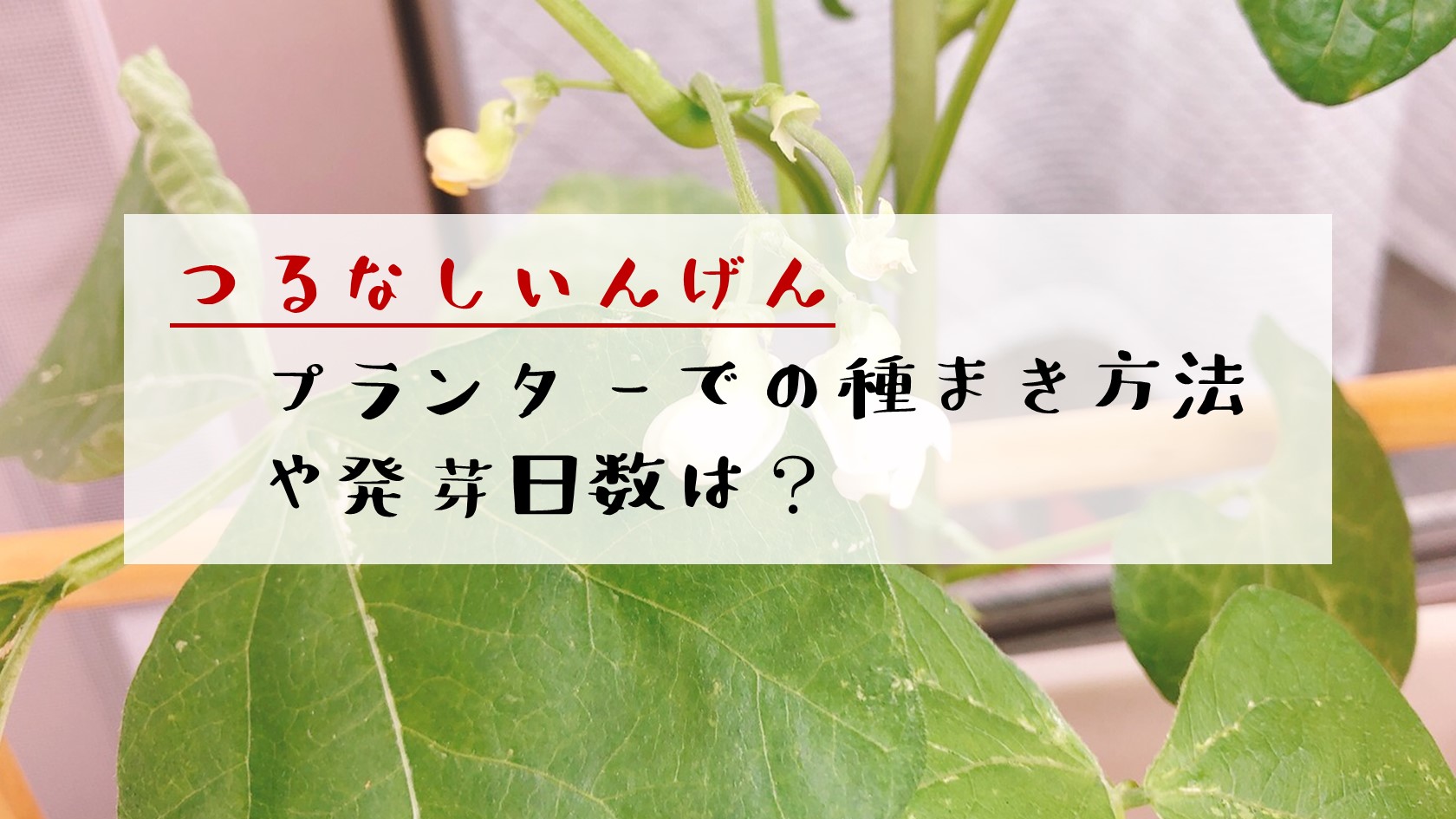つるなしいんげん プランター栽培 種まき 発芽まで ありとろぐ つるなしいんげん プランター栽培 種まき 発芽まで ありとろぐ