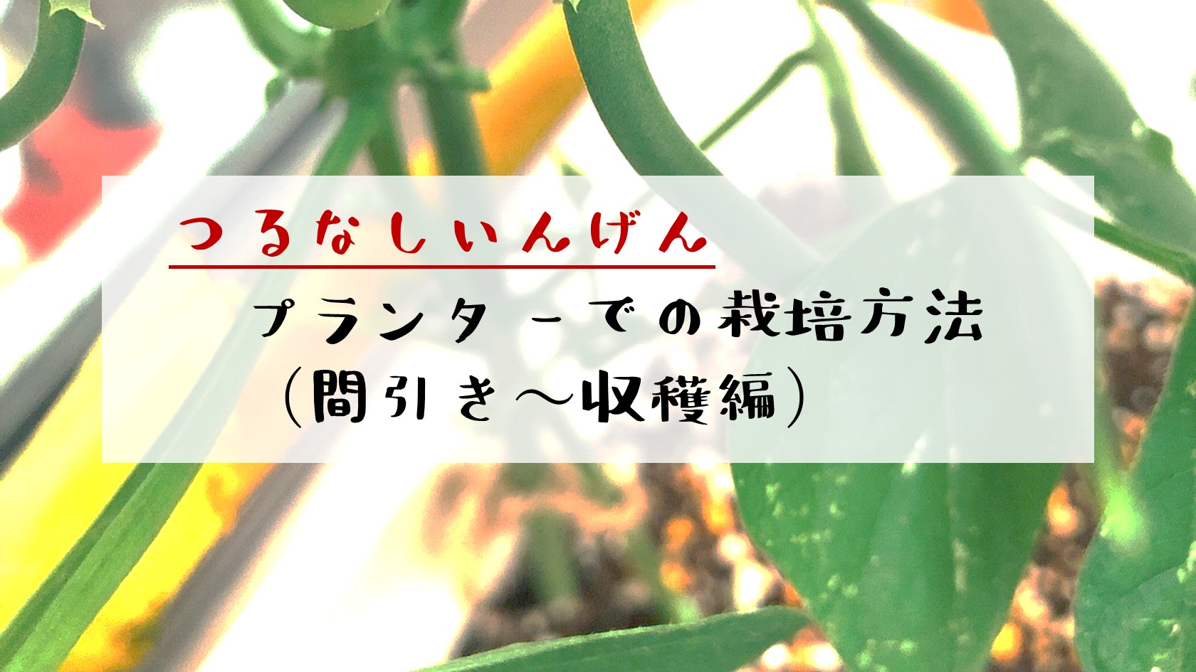 つるなしいんげん　栽培方法