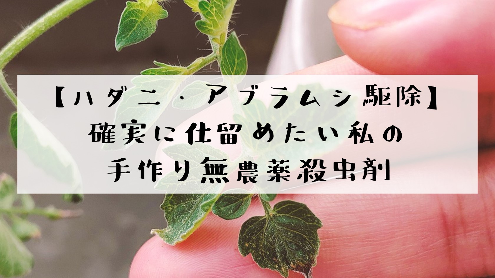 ハダニ アブラムシ駆除 確実に仕留めたい私の手作り無農薬殺虫剤 ありとろぐ